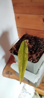 Philodendron caramel marble variegata, Huis en Inrichting, Overige soorten, Minder dan 100 cm, Ophalen of Verzenden, Halfschaduw
