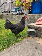 Australorp kriel haantje, Dieren en Toebehoren, Mannelijk, Kip