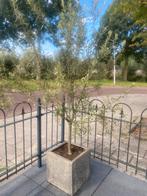 Olijfe boom, Tuin en Terras, Planten | Bomen, Ophalen, Volle zon, Overige soorten