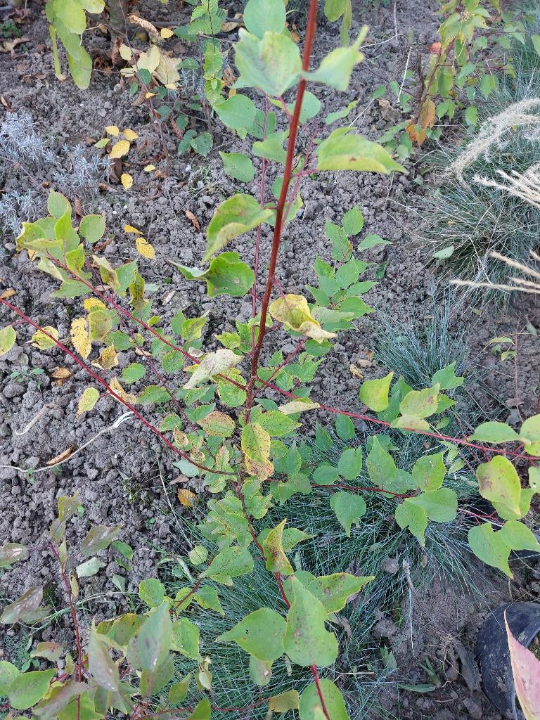 Abrikozenboom plm 100 cm Prunus armeniaca biologisch, Tuin en Terras, Planten | Fruitbomen, Ophalen of Verzenden, 100 tot 250 cm