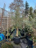 Rustieke olijf bomen ongeveer 6 st nu prijs van 75.- tot 125, Tuin en Terras, 100 tot 250 cm, Olijfboom, Zomer, Ophalen
