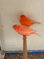 Mooie gezonde kanaries, Dieren en Toebehoren, Meerdere dieren, Kleurkanarie