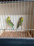 Grasparkiet, Dieren en Toebehoren, Vogels | Parkieten en Papegaaien, Meerdere dieren, Parkiet