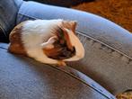 Cavia zeugje, Dieren en Toebehoren, Knaagdieren, Vrouwelijk, Cavia, Na 1 juli 2024