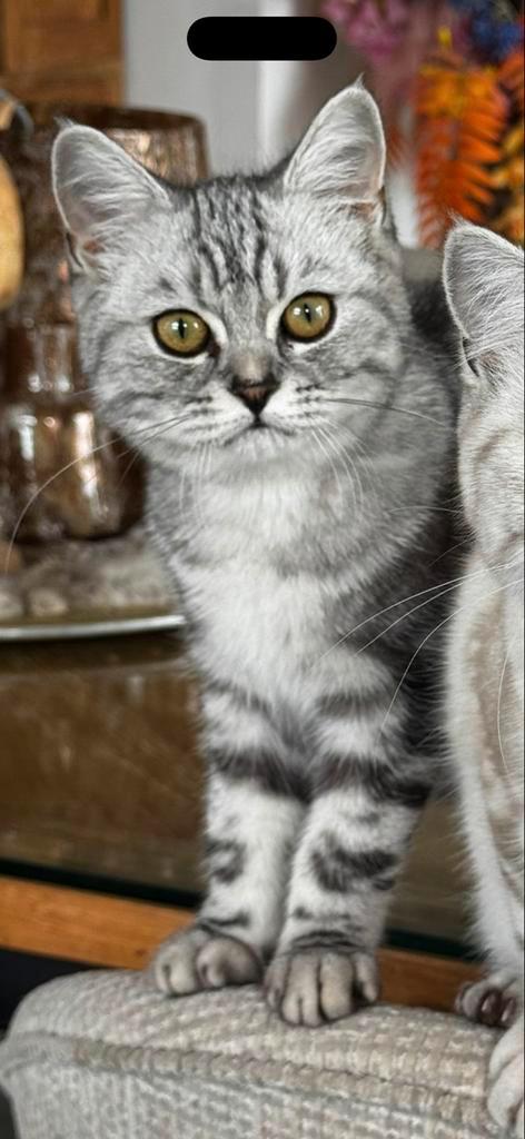 Britse korthaar mannetje x2, Dieren en Toebehoren, Katten en Kittens | Raskatten | Langhaar, Kater, 0 tot 2 jaar, Met stamboom
