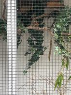 Baardmannetjes, Mannelijk, Wildzangvogel, Geringd