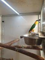Zwartkop caique man van 2018 broedrijp NIET TAM !!!, Dieren en Toebehoren, Mannelijk, Papegaai, Tam