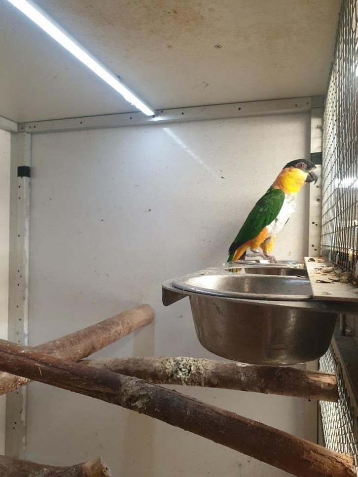 Zwartkop caique man van 2018 broedrijp NIET TAM !!!, Dieren en Toebehoren, Vogels | Parkieten en Papegaaien, Papegaai, Mannelijk