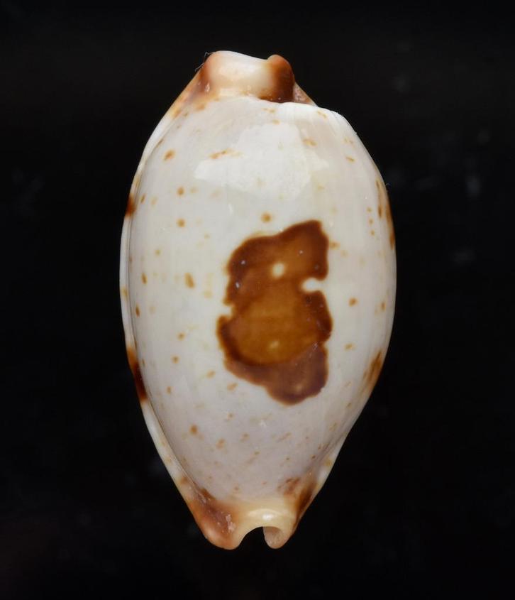 Schelpen: Cypraea diauges f. fulva 24,4mm  (F++/F+++), Verzamelen, Mineralen en Fossielen, Schelp(en), Ophalen of Verzenden