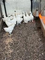 Zijdehoenders te koop, Dieren en Toebehoren, Pluimvee, Meerdere dieren, Kip
