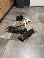 Te koop Jack Russell pups, Dieren en Toebehoren, Honden | Jack Russells en Terriërs, Rabiës (hondsdolheid), Jack Russell Terriër