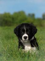 Enthousiaste friese stabij x border collie pups te koop, Dieren en Toebehoren, Overige rassen, 8 tot 15 weken, CDV (hondenziekte)