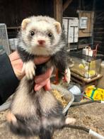 Fret, moertje, micro, Dieren en Toebehoren, Overige Dieren, Mei, Vrouwelijk