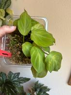 Philodendron camposportoanum, plantje uit wetstick, Huis en Inrichting, Kamerplanten, Ophalen of Verzenden, Halfschaduw, Minder dan 100 cm