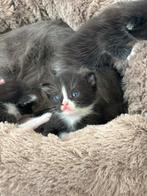 Kittens zoeken een nieuwe huisje, Dieren en Toebehoren, Poes, Ontwormd, 0 tot 2 jaar