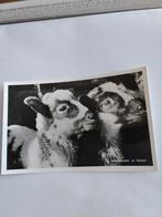 RUINEN. DE SCHAAPSKUDDE, Ophalen of Verzenden, Gelderland