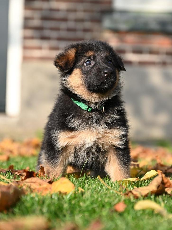 Mooie Duitse Herder pups, Dieren en Toebehoren, Honden | Herdershonden en Veedrijvers, Meerdere dieren, Herder, Particulier, Meerdere