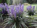 veel vaste planten, siergrassen en agapanthussen te koop, Tuin en Terras, Planten | Tuinplanten, Ophalen, Vaste plant, Siergrassen