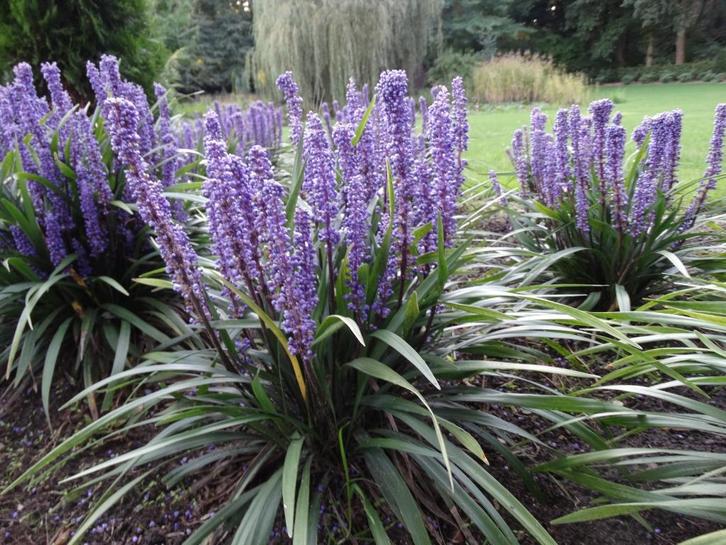 veel vaste planten, siergrassen en agapanthussen te koop, Tuin en Terras, Planten | Tuinplanten, Vaste plant, Siergrassen, Ophalen