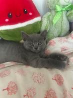 Britse korthaar kittens, Dieren en Toebehoren, Katten en Kittens | Raskatten | Korthaar, Meerdere dieren, Ontwormd