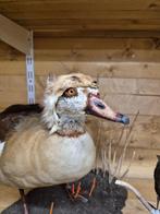 Opgezette nijlgans met Martermuts, Verzamelen, Ophalen of Verzenden, Nieuw, Vogel, Opgezet dier