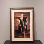 Vintage schilderij met sepia calla lelies – 65x93 cm