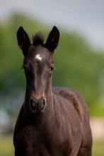 Meerdere paarden en pony's wegens inkrimping, Dieren en Toebehoren, Paarden, Meerdere dieren, Onbeleerd, Gechipt, 0 tot 2 jaar
