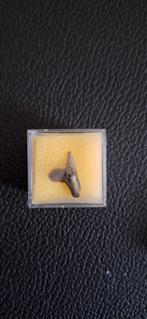 Fossiele Haaientand Galeocerdo Contursus - Calvert, USA, Ophalen of Verzenden