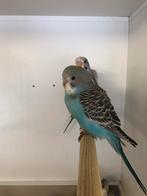 Div Jonge grasparkieten, Dieren en Toebehoren, Vogels | Parkieten en Papegaaien, Meerdere dieren, Parkiet, Tam