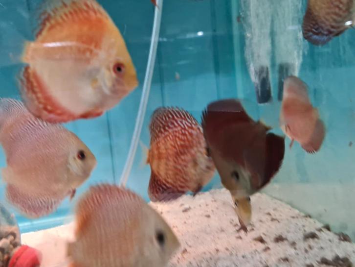 Red Cover Blue Rim Discus, Symphysodon Discus, Dieren en Toebehoren, Vissen | Aquariumvissen, Zoetwatervis, Vis
