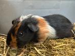 Lief met de hand opgevoed beertje Elmo, Dieren en Toebehoren, Cavia, Mannelijk, Tam, Oktober