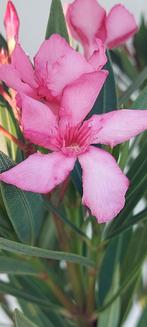 Nerium oleander Minouche enkelvoudige bloemen roze., Ophalen of Verzenden, Zomer, Overige soorten, Volle zon