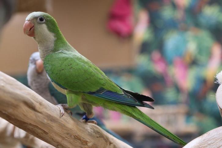Jonge Muisparkieten | Niewsgierig | Handtam | Div. Kleuren, Dieren en Toebehoren, Vogels | Parkieten en Papegaaien, Parkiet, Meerdere dieren
