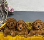 Labradoodle pups mini, Dieren en Toebehoren, Honden | Retrievers, Spaniëls en Waterhonden, Nederland, Overige rassen, 8 tot 15 weken