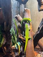 Phelsuma Grandis, Dieren en Toebehoren, Reptielen en Amfibieën, Slang, Met terrarium, 7 tot 10 jaar