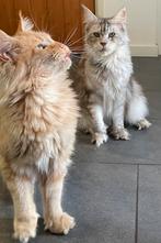 Prachtige 🤩😻 Maine Coon, Mainecoon, Main Coon poezen !, Dieren en Toebehoren, Katten en Kittens | Raskatten | Langhaar, Poes
