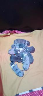 Nestaankondiging american bully XL, Dieren en Toebehoren, Overige rassen, 8 tot 15 weken, Meerdere, Meerdere dieren