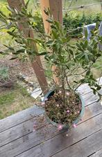 Twee olijfbomen in groene pot met vetplant bloemetjes, Ophalen of Verzenden, Vaste plant, Halfschaduw