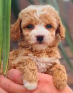 🩷🩷🩷🩵Beeldschone Maltipoo pups🩵🩷🩷🩷, Overige rassen, CDV (hondenziekte), 8 tot 15 weken, Meerdere
