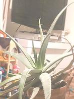 Mooie Aloe vera barbadensis plant, Ophalen of Verzenden, Halfschaduw, Minder dan 100 cm