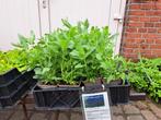 Mooie Salvia nemerosa (Salie) in pot!, Ophalen, Zomer, Overige soorten, Volle zon