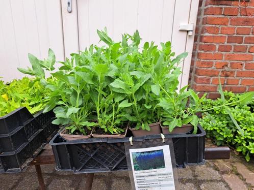 Mooie Salvia nemerosa (Salie) in pot!, Tuin en Terras, Planten | Tuinplanten, Overige soorten, Volle zon, Zomer, Ophalen