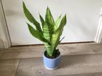 Sansevieria in pot, Huis en Inrichting, Kamerplanten, Ophalen of Verzenden, Overige soorten, In pot, Minder dan 100 cm