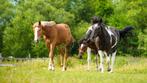 Weidegang gezocht Lelystad, Dieren en Toebehoren, Weidegang, 2 of 3 paarden of pony's