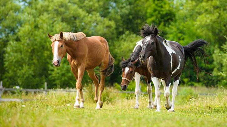 Weidegang gezocht Lelystad, Dieren en Toebehoren, Stalling en Weidegang, Weidegang, 2 of 3 paarden of pony's
