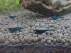 Blauwe garnalen, Dieren en Toebehoren, Kreeft, Krab of Garnaal