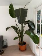 Strelizia plant groot, Ophalen of Verzenden, Overige soorten, In pot
