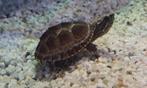 Muskus schildpad (Sternotherus odoratus), Dieren en Toebehoren, 0 tot 2 jaar, Schildpad