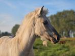 Mooie Fjord veulens & driejarige ruinen, Dieren en Toebehoren, 3 tot 6 jaar, Onbeleerd, Meerdere dieren, Recreatiepony