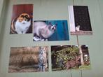 Ansichtkaarten katten, Verzenden, 1980 tot heden, Ongelopen, Hond of Kat